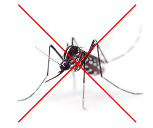 Mücken Schutzsysteme München